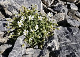 019 - eine rarität auf 3000 m